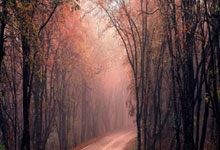 2025长三角国际田径钻石赛(上海/绍兴柯桥)启动3-26 23:28.